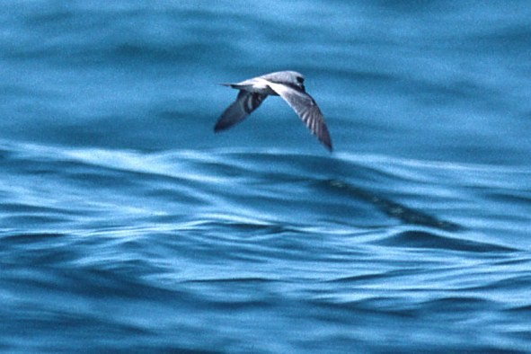 Fork-tailed Storm-Petrel - ML49071311