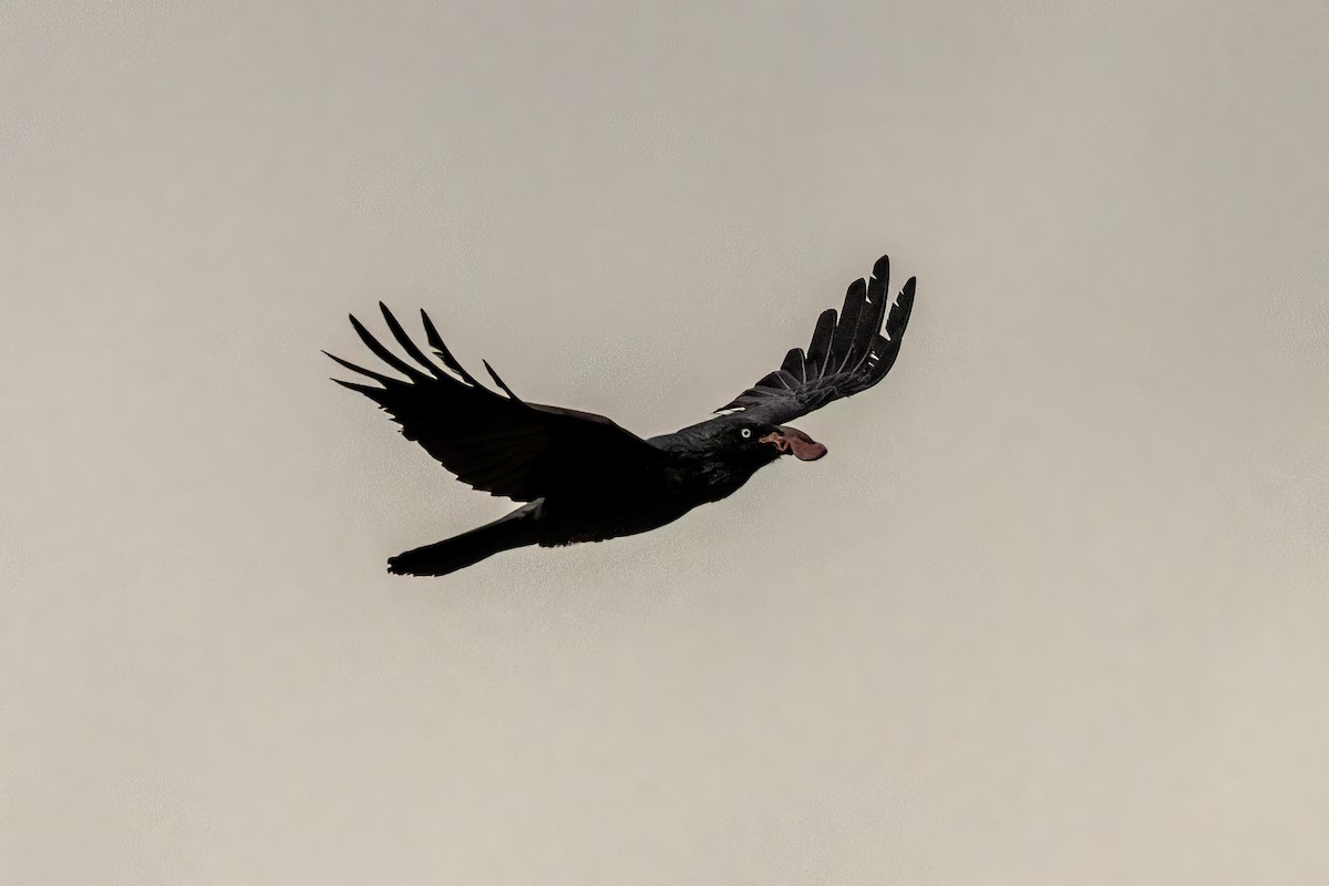 Australian Raven - ML490715631