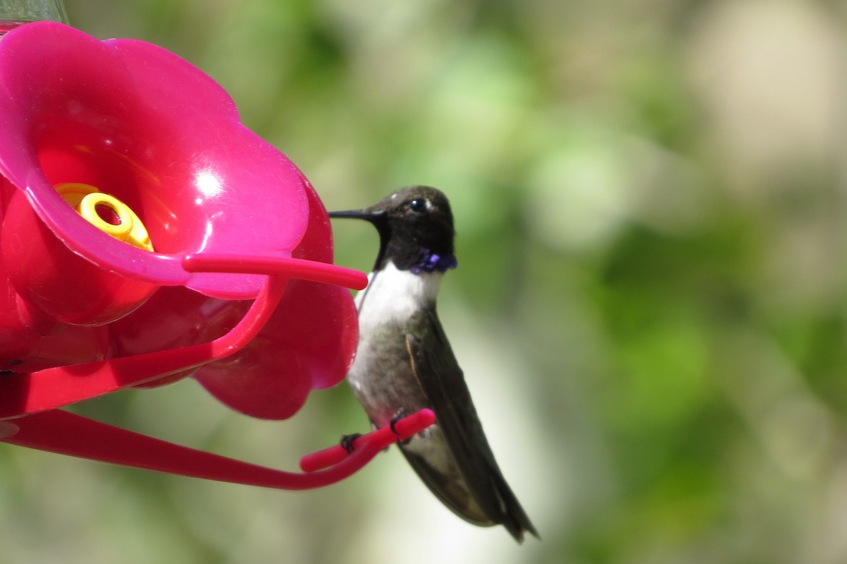 Black-chinned Hummingbird - ML490718491