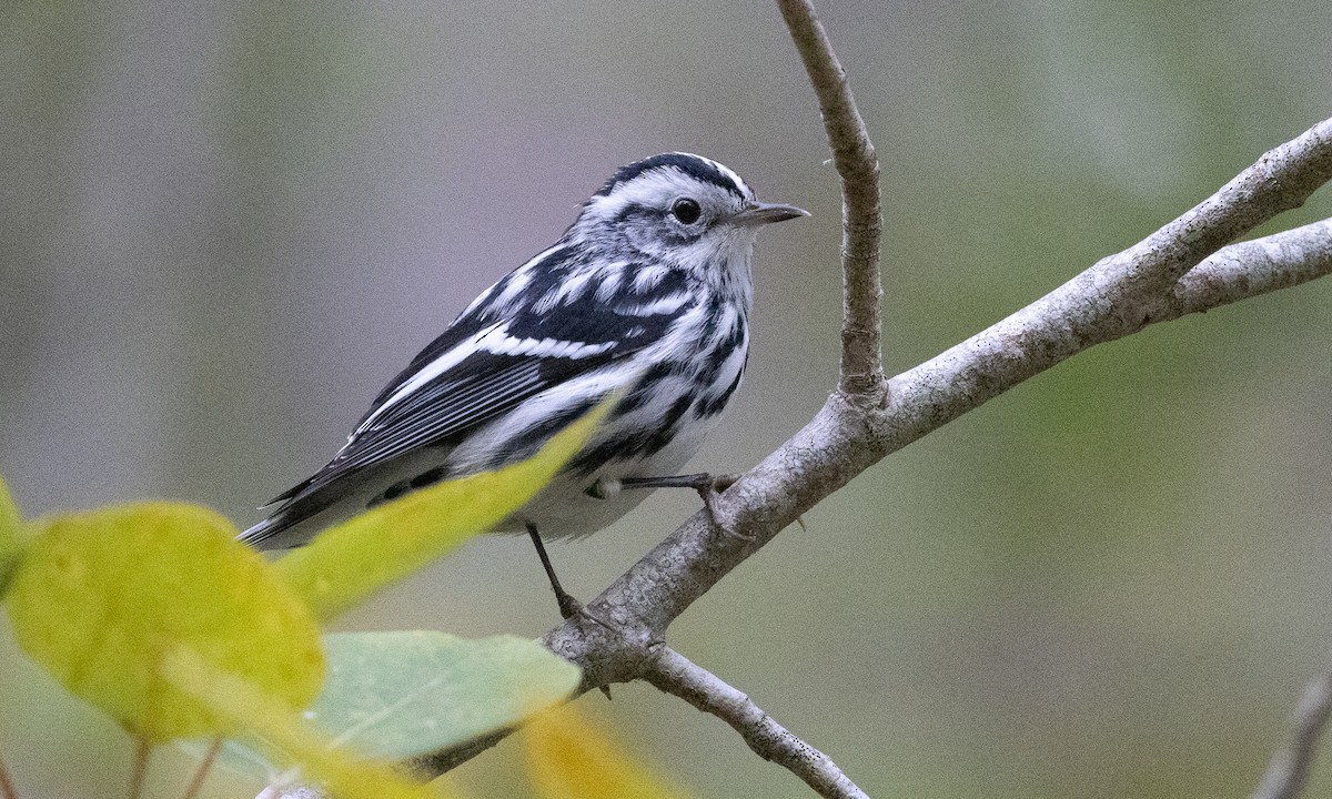Black-and-white Warbler - ML490720041