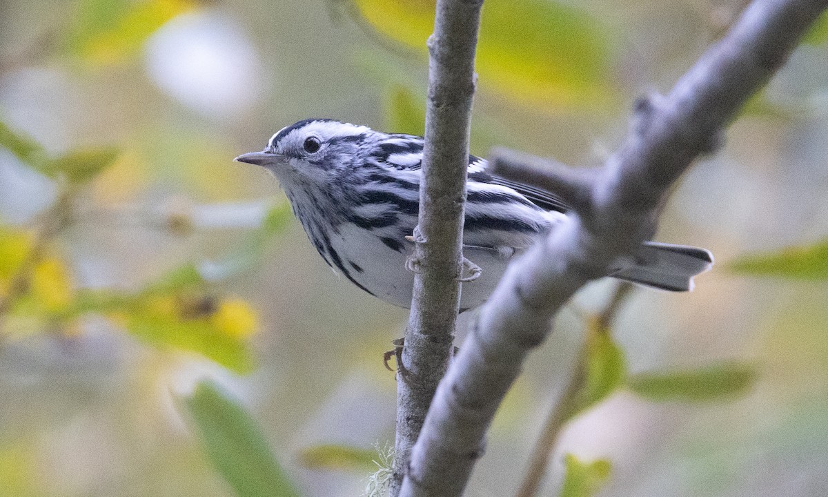 Black-and-white Warbler - ML490720051