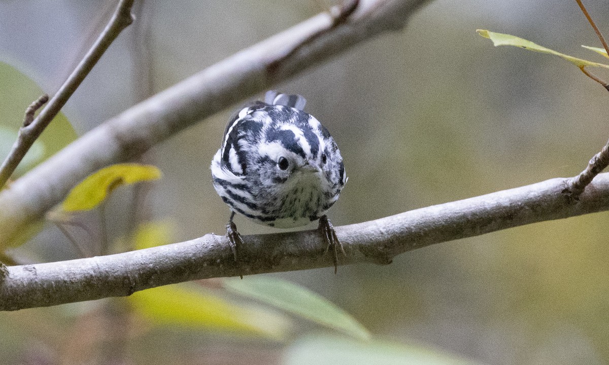 Black-and-white Warbler - ML490720061