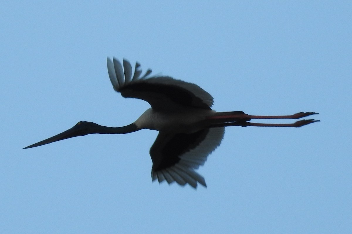 Black-necked Stork - ML490721851
