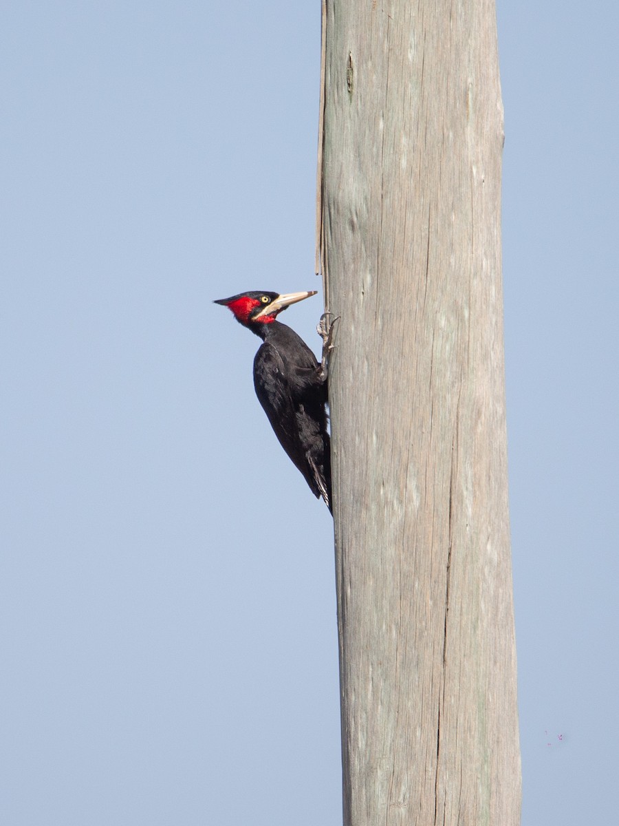 Cream-backed Woodpecker - ML490724281