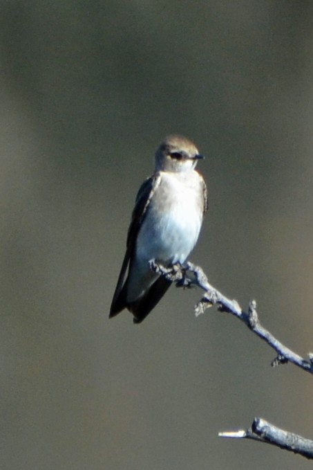 Northern Rough-winged Swallow - ML49072751