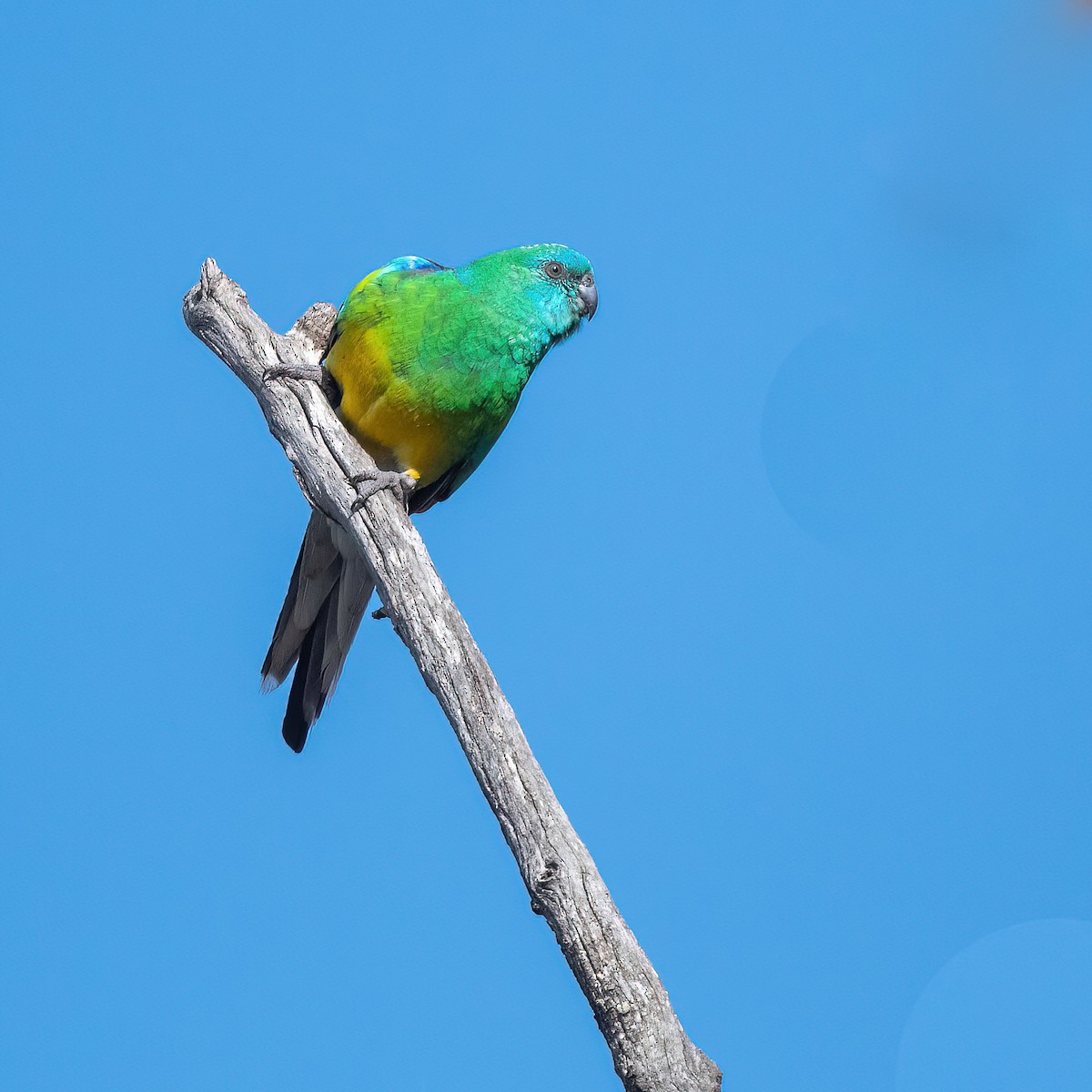 Red-rumped Parrot - ML490727831
