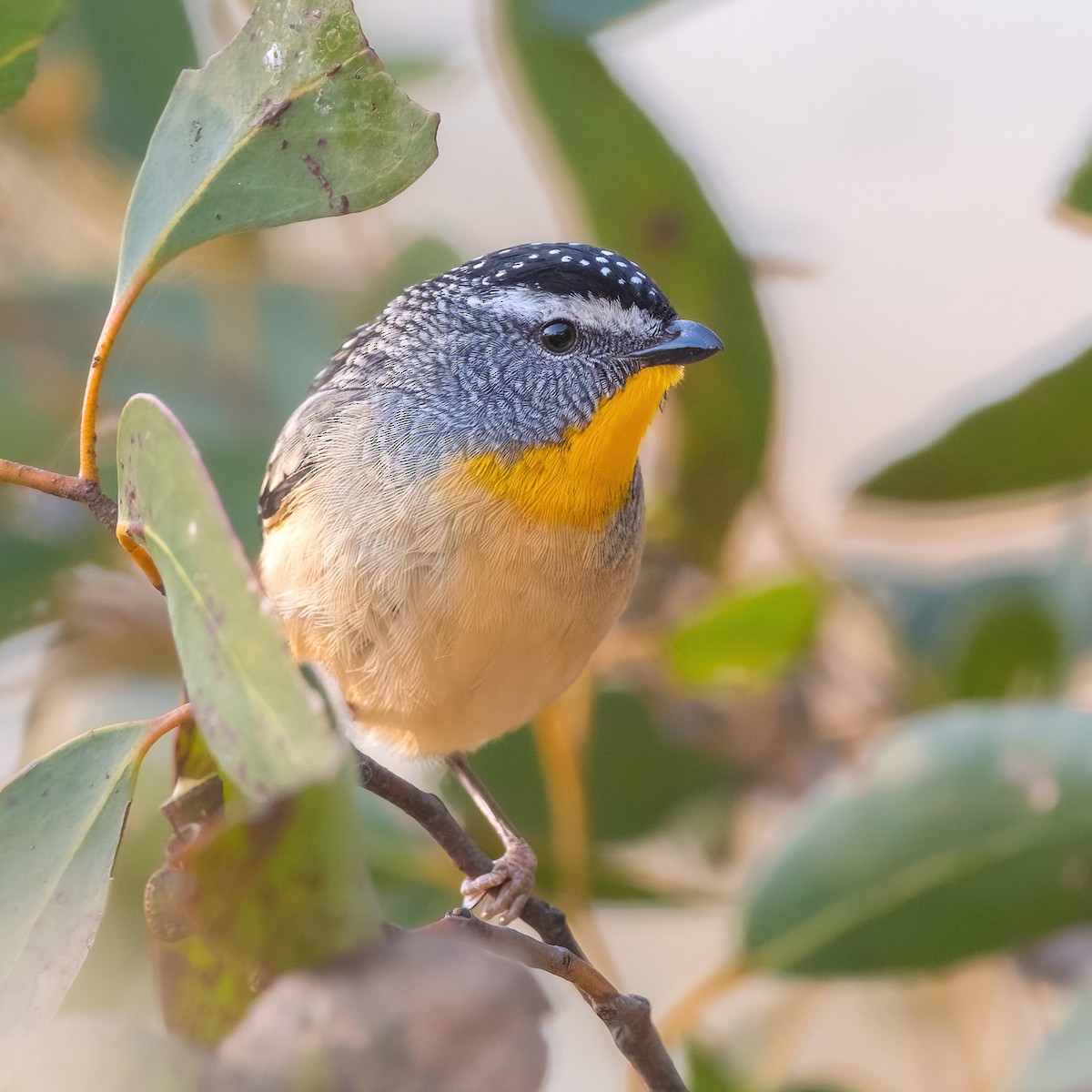 Spotted Pardalote - ML490727861