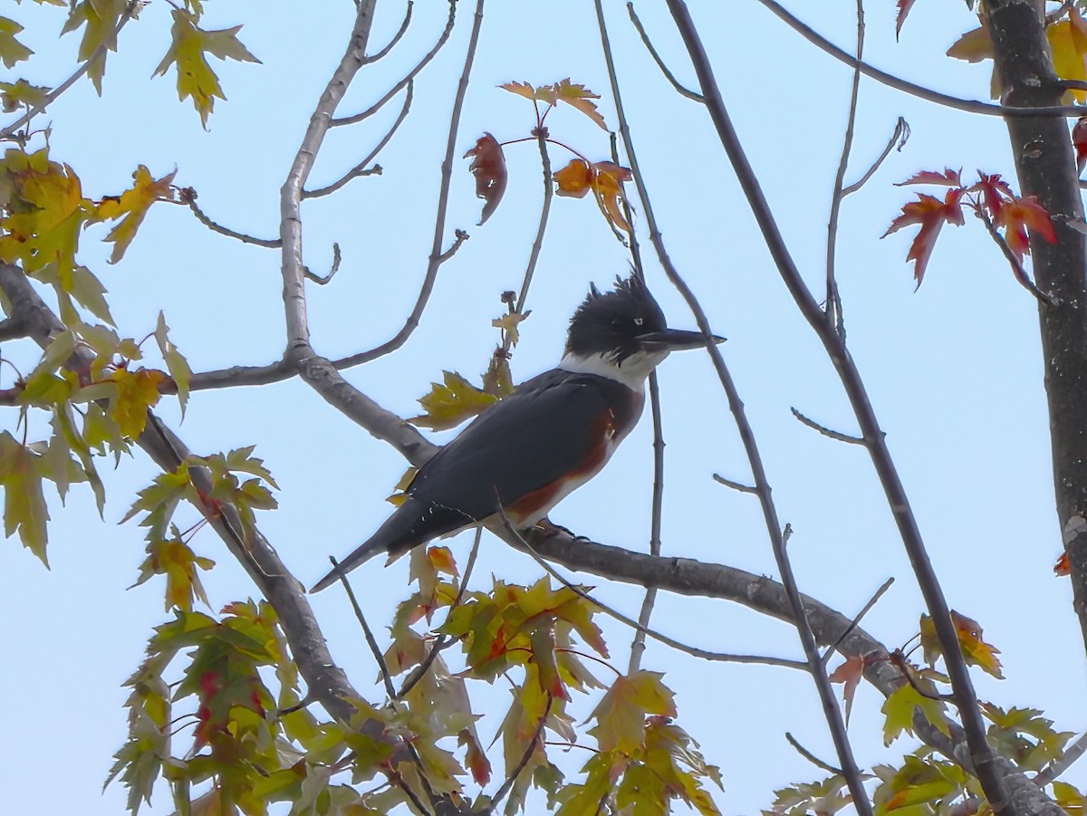 Belted Kingfisher - ML490731551