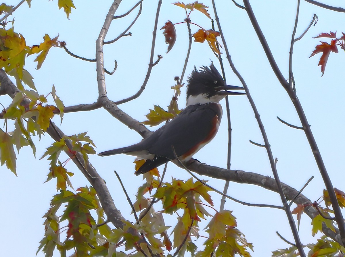 Belted Kingfisher - ML490731561