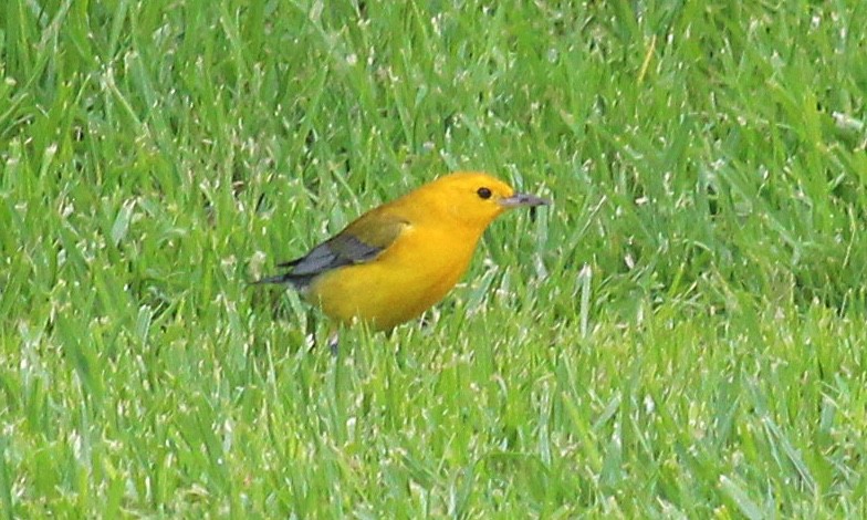 Prothonotary Warbler - ML490732471
