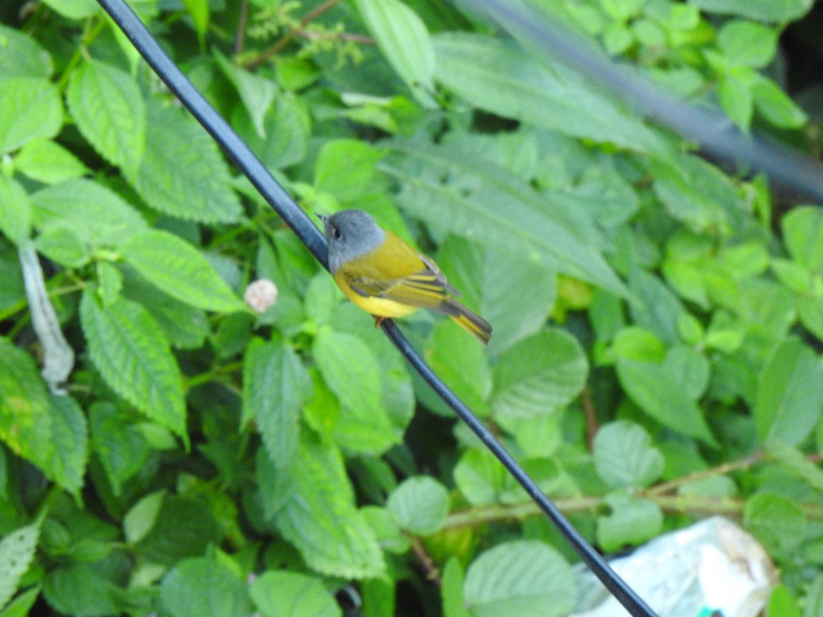Gray-headed Canary-Flycatcher - ML490742511