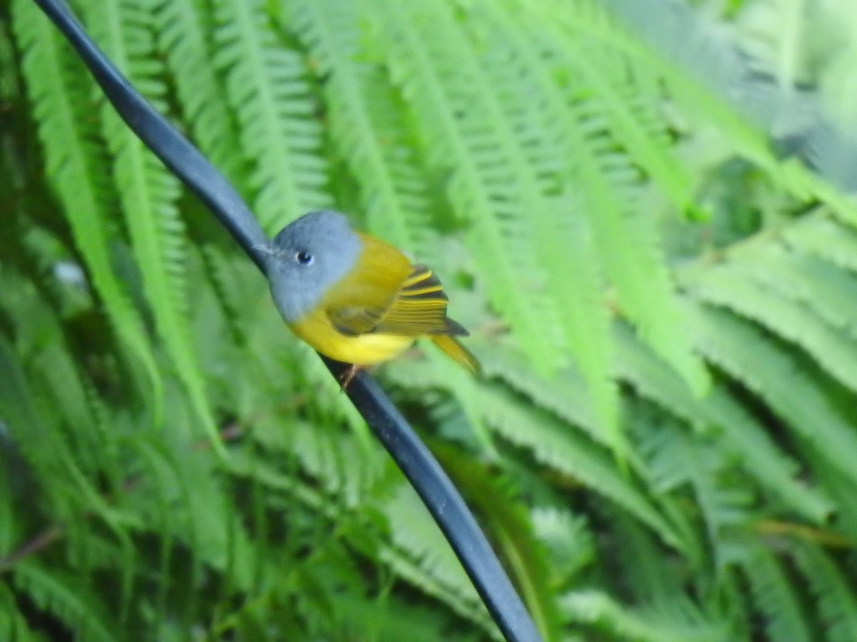 Gray-headed Canary-Flycatcher - ML490742701