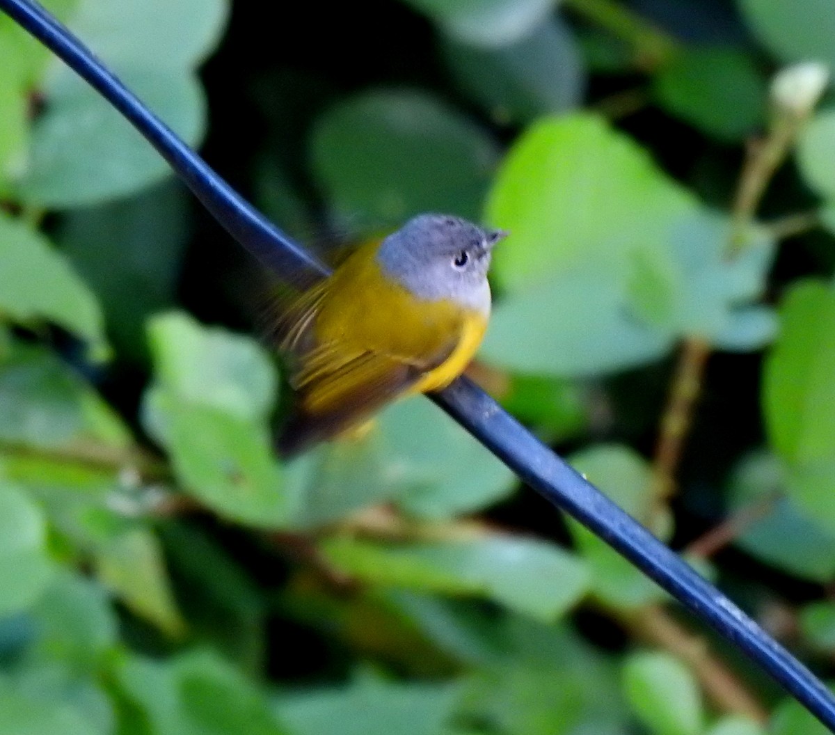 Gray-headed Canary-Flycatcher - Rama M V
