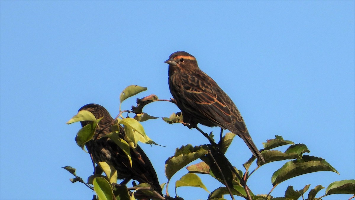 Red-winged Blackbird - Ken Vinciquerra