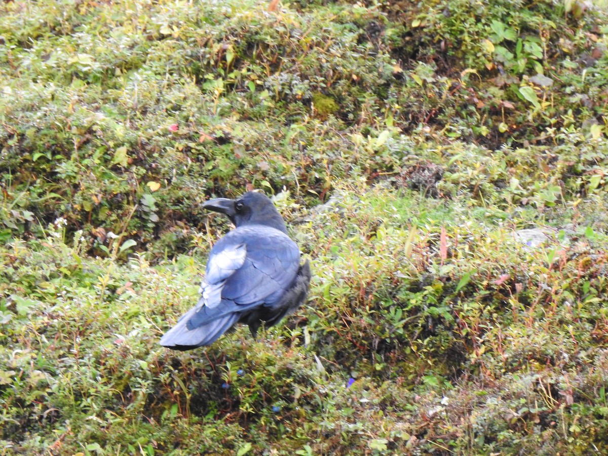 Large-billed Crow - ML490749741