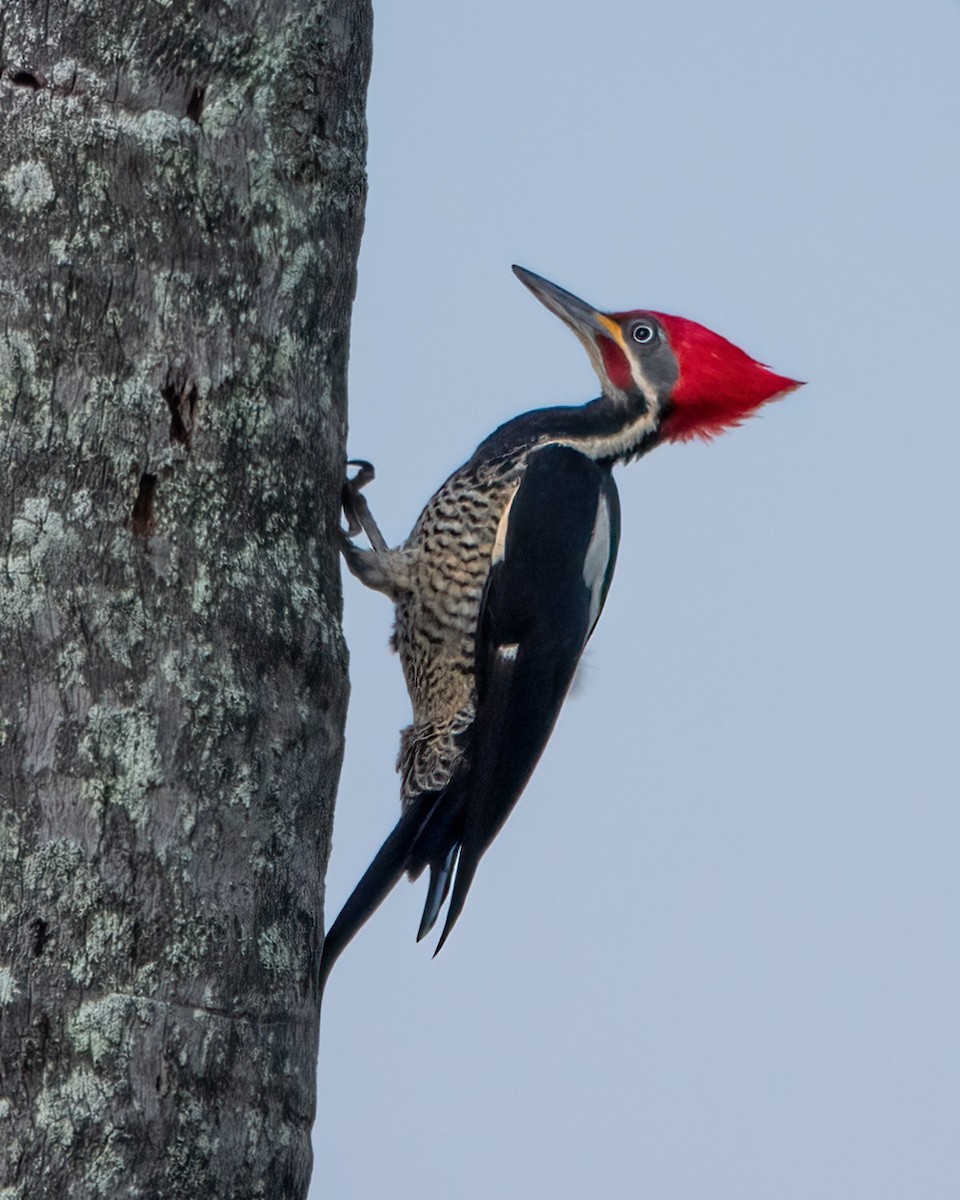 Lineated Woodpecker - ML490751351