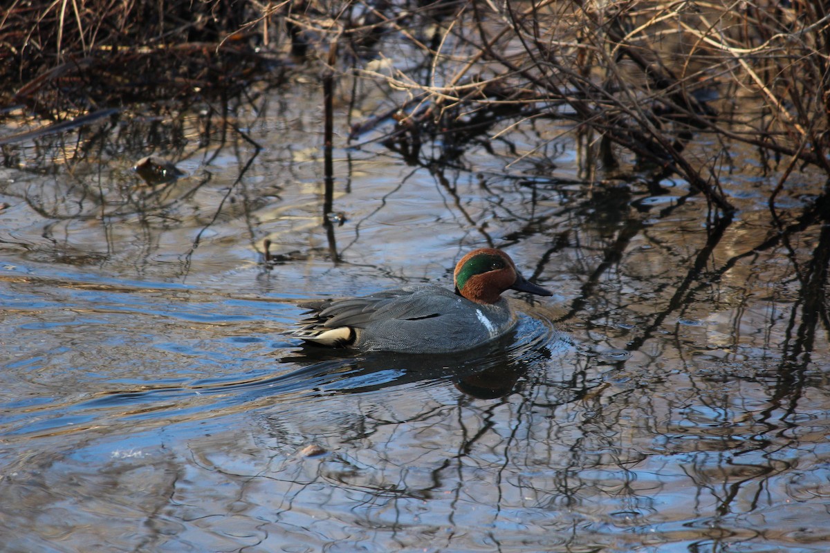 Green-winged Teal - ML49075561