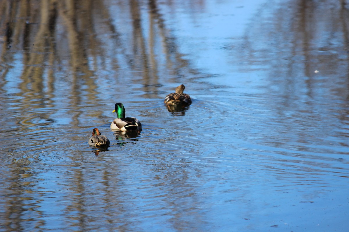 Green-winged Teal - ML49075581