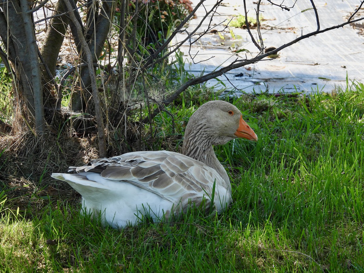 aVerAves Checklist - 5 Oct 2022 - Killbuck Marsh Wildlife Area--Force ...