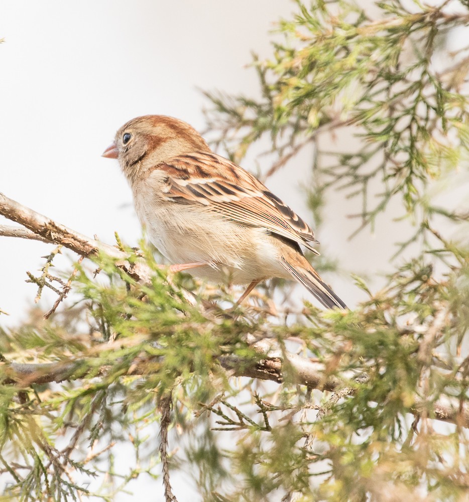 Field Sparrow - Randy Harrod