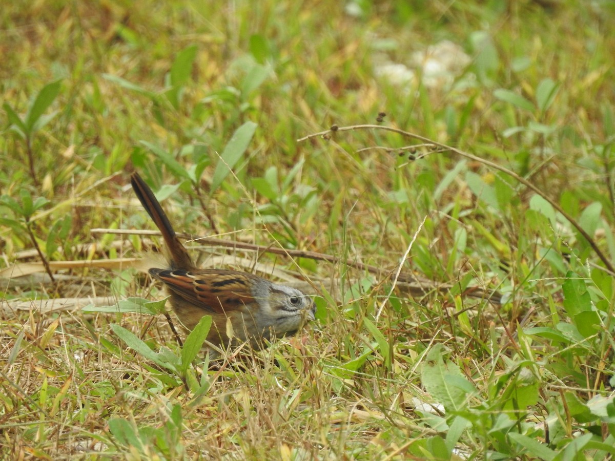 Swamp Sparrow - ML490764071
