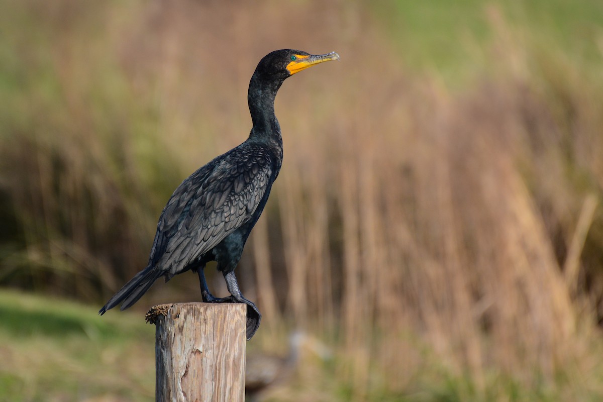 Double-crested Cormorant - Patrick Maurice