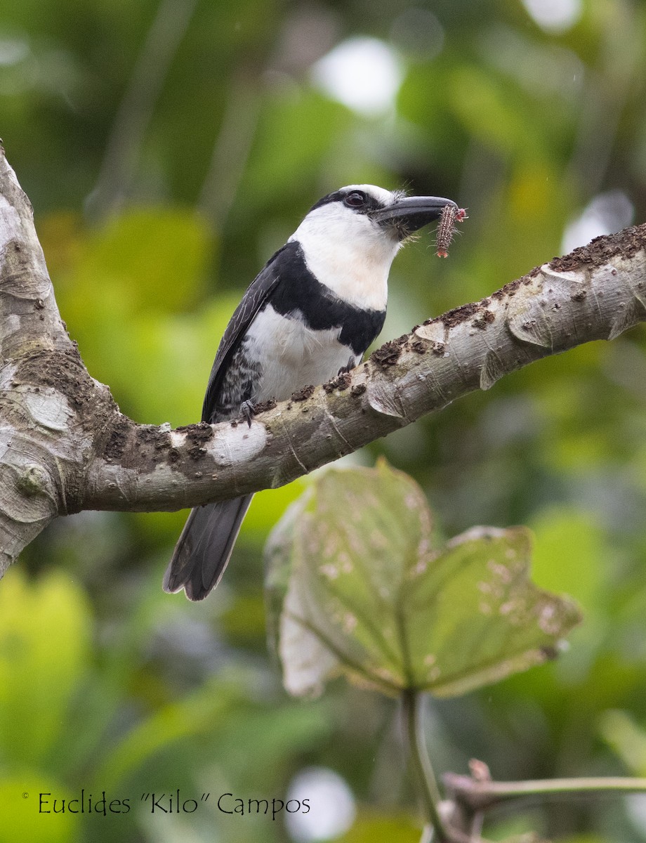 eBird Checklist 5 Oct 2022 Puente del Río Mono 12 species