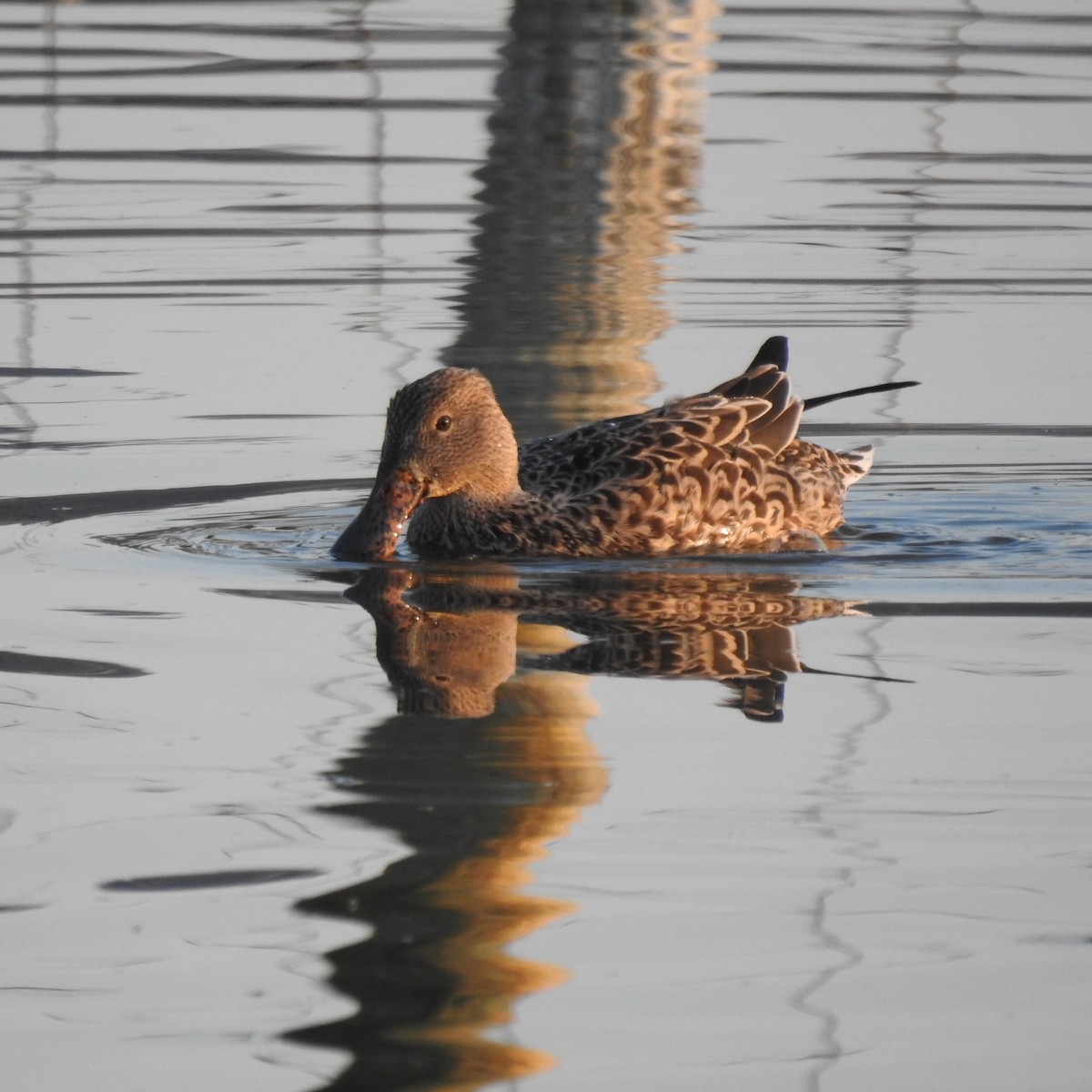 eBird Checklist 5 Oct 2022 KelownaRobert Lake 27 species
