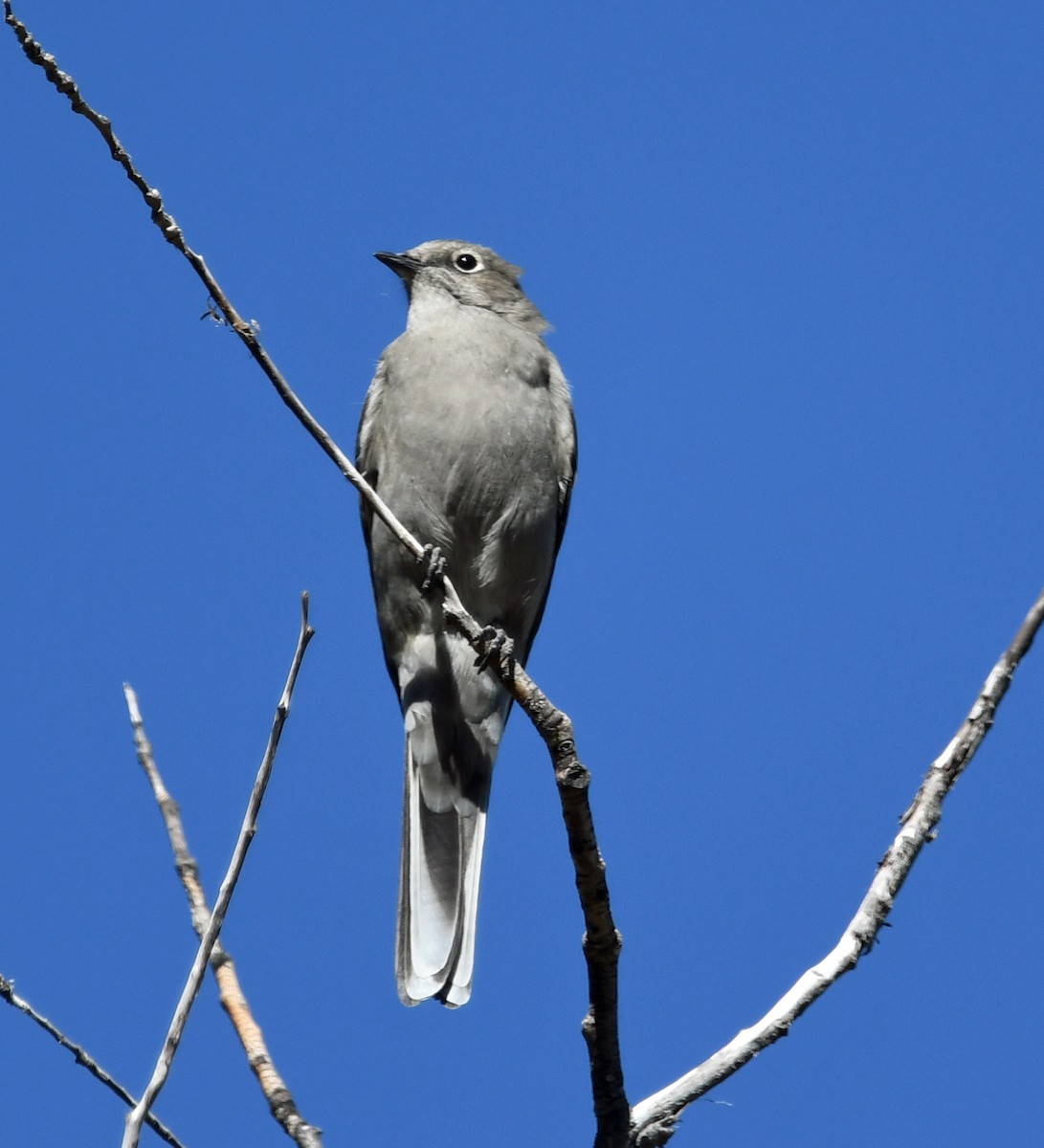 Townsend's Solitaire - ML490783931