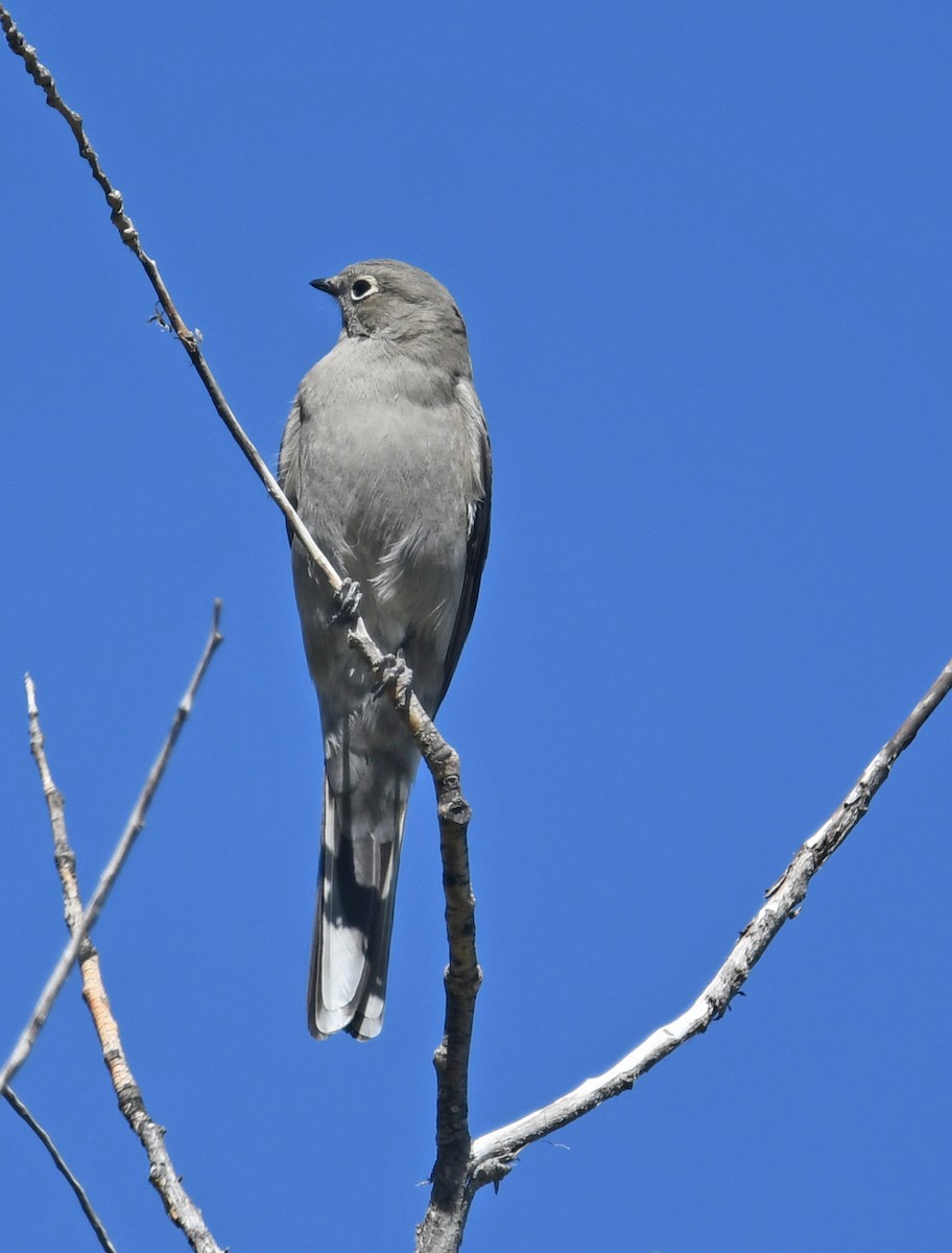 Townsend's Solitaire - ML490783941