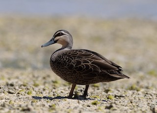 Pacific Black Duck, ML490784601