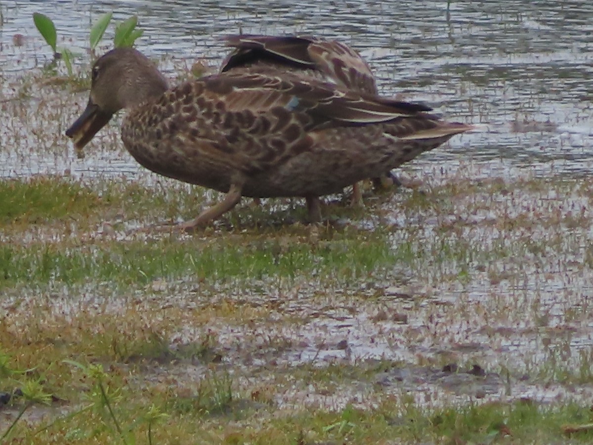 Blue-winged Teal - ML490789371