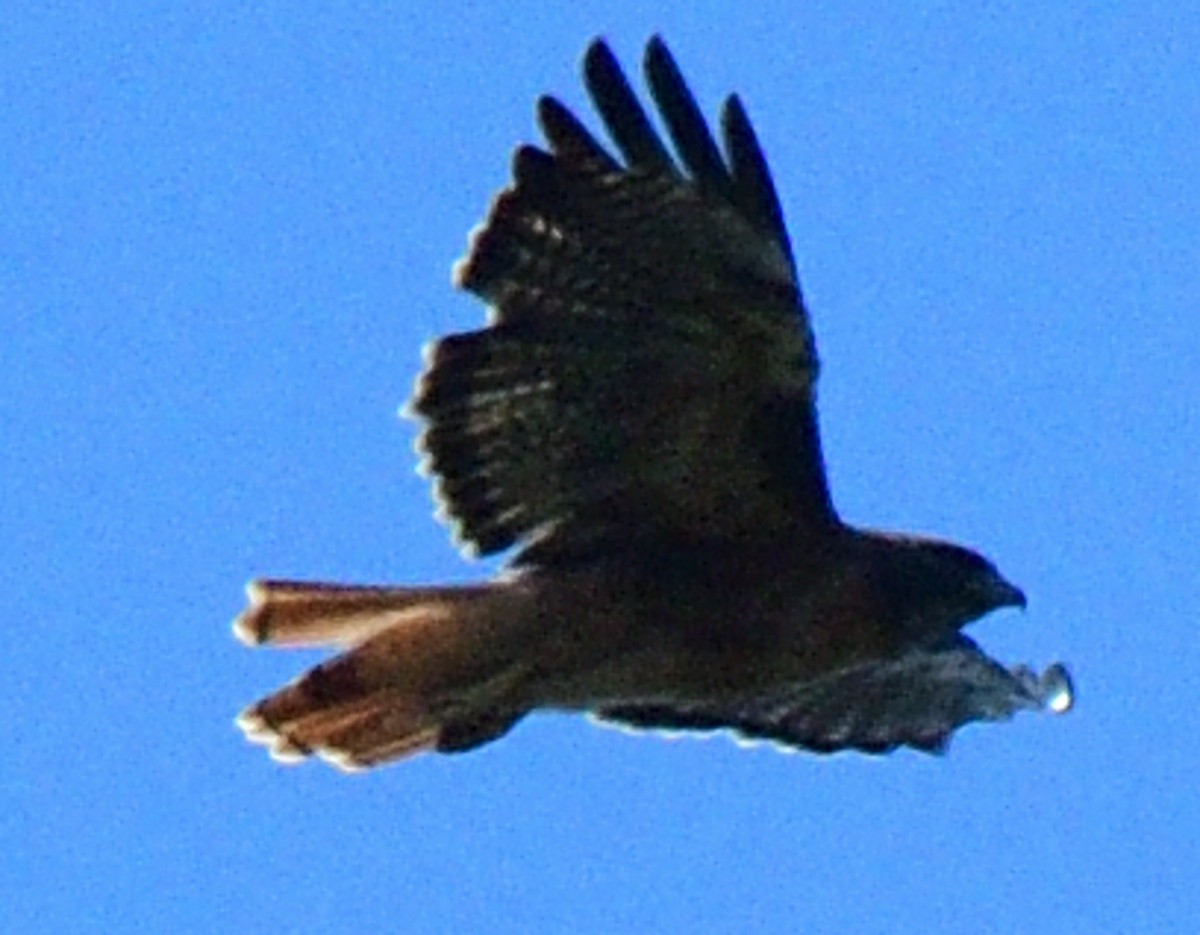 Red-tailed Hawk (calurus/alascensis) - ML490792161