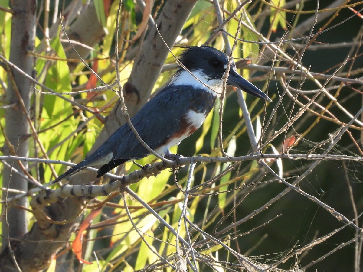 Belted Kingfisher - ML490792581