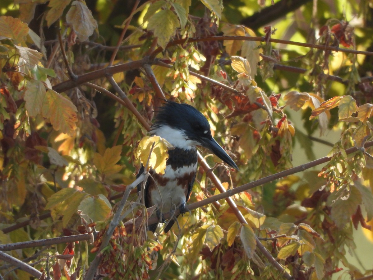 Belted Kingfisher - ML490792601
