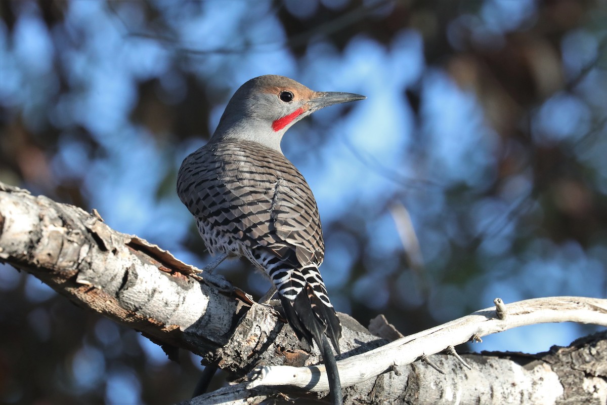 Northern Flicker (Red-shafted) - ML490793681
