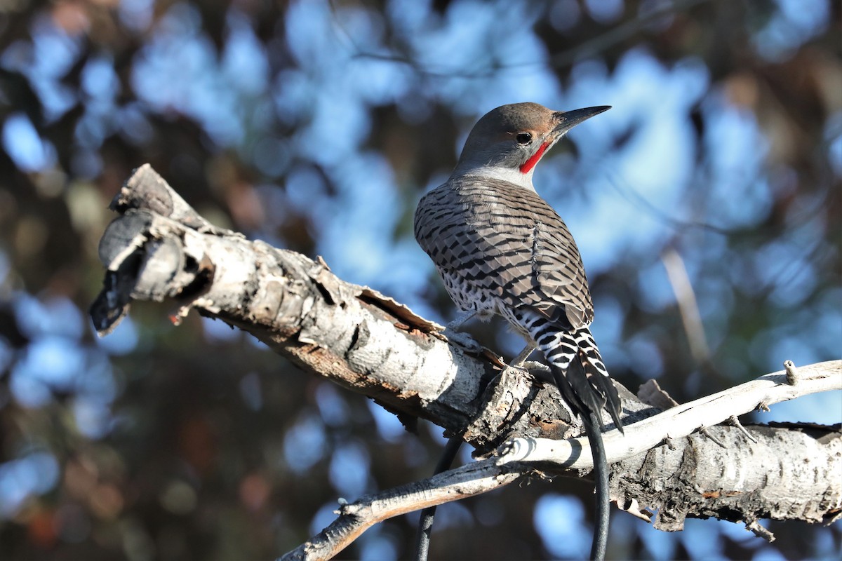 Northern Flicker (Red-shafted) - ML490793691