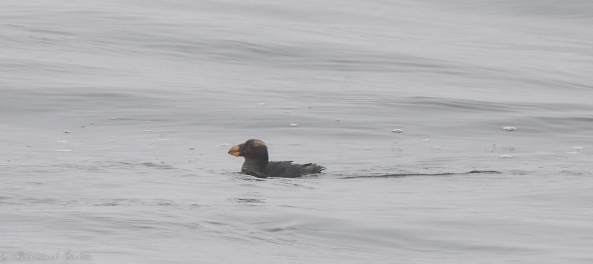 Tufted Puffin - ML490796681