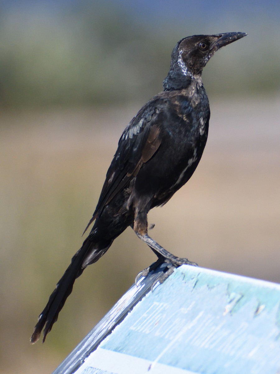 Great-tailed Grackle (Western) - ML490797351