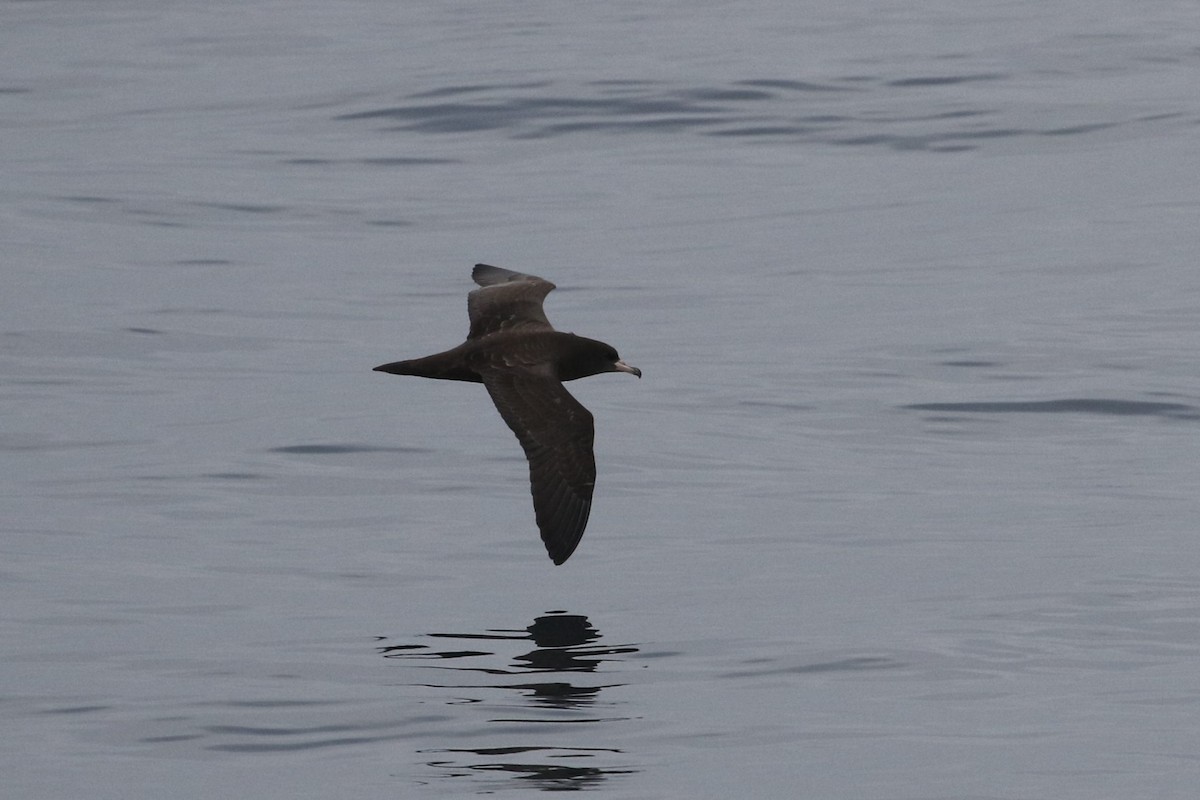 Flesh-footed Shearwater - ML490798611