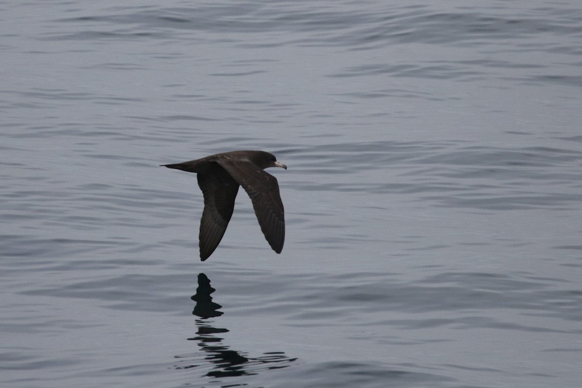 Flesh-footed Shearwater - ML490798641