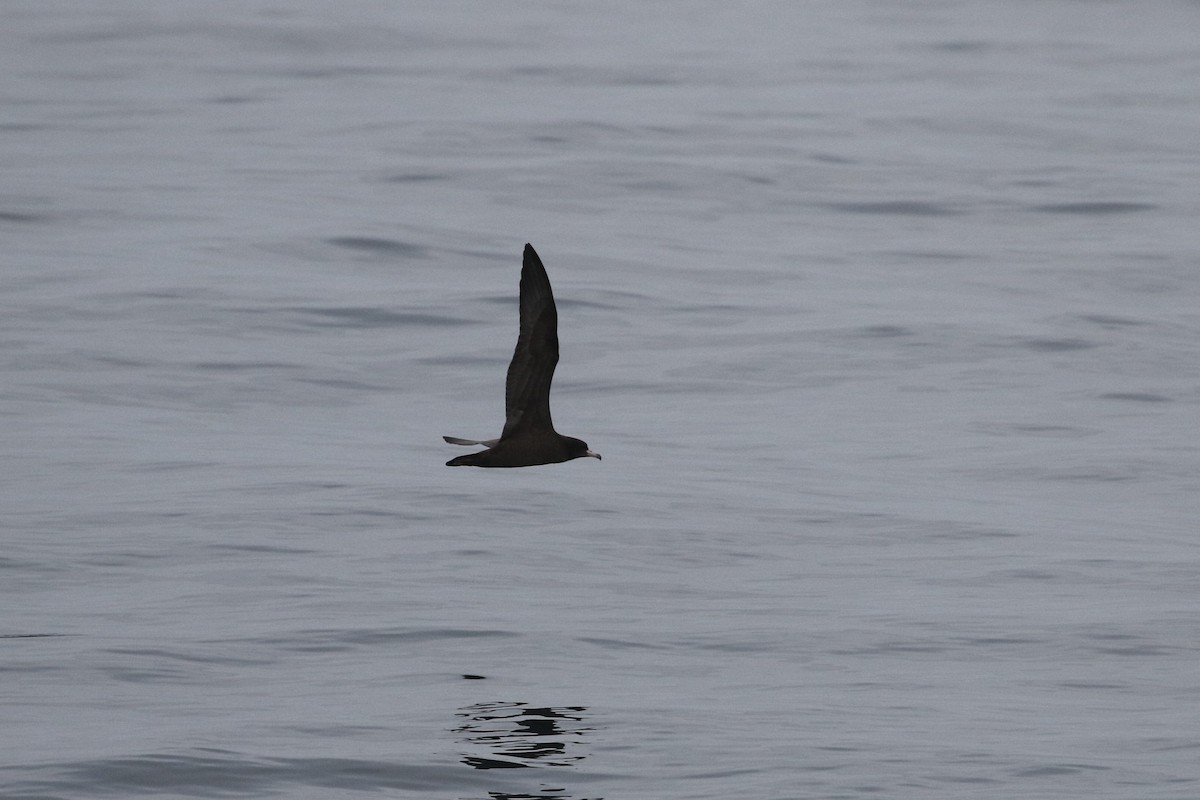 Flesh-footed Shearwater - ML490798651