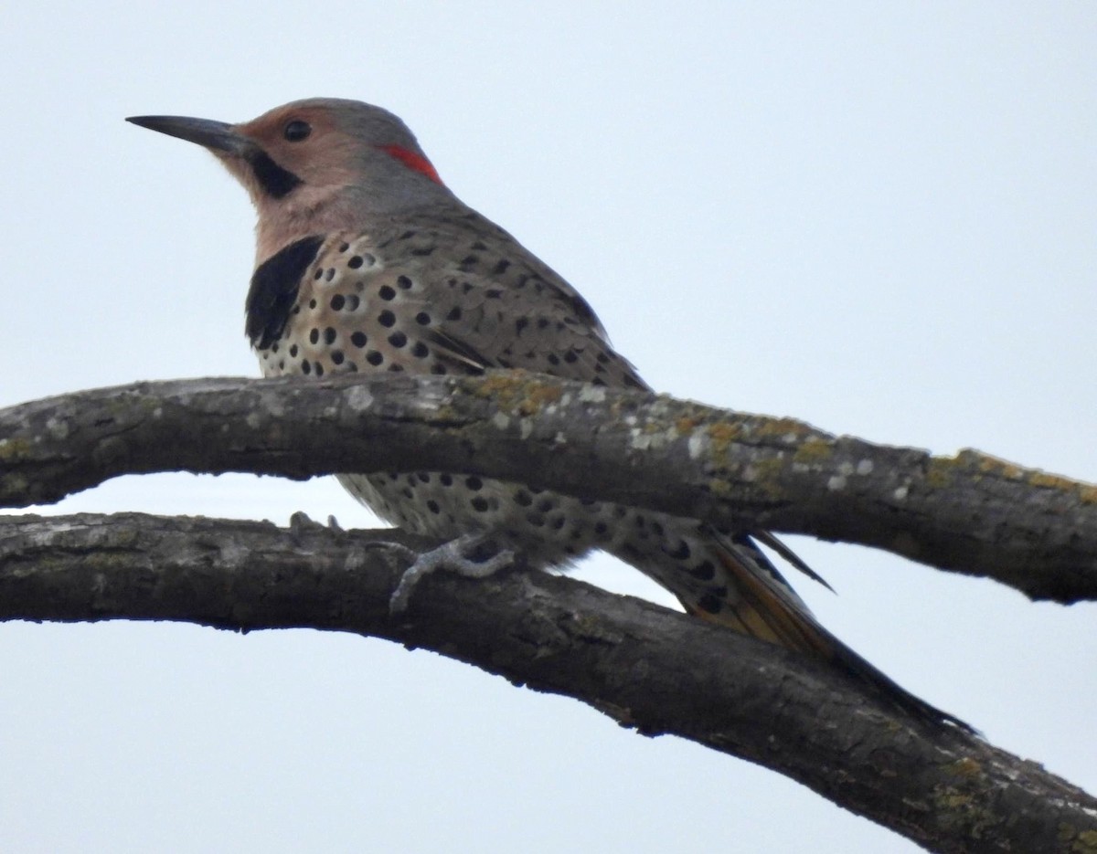 Northern Flicker (Yellow-shafted) - ML490804481
