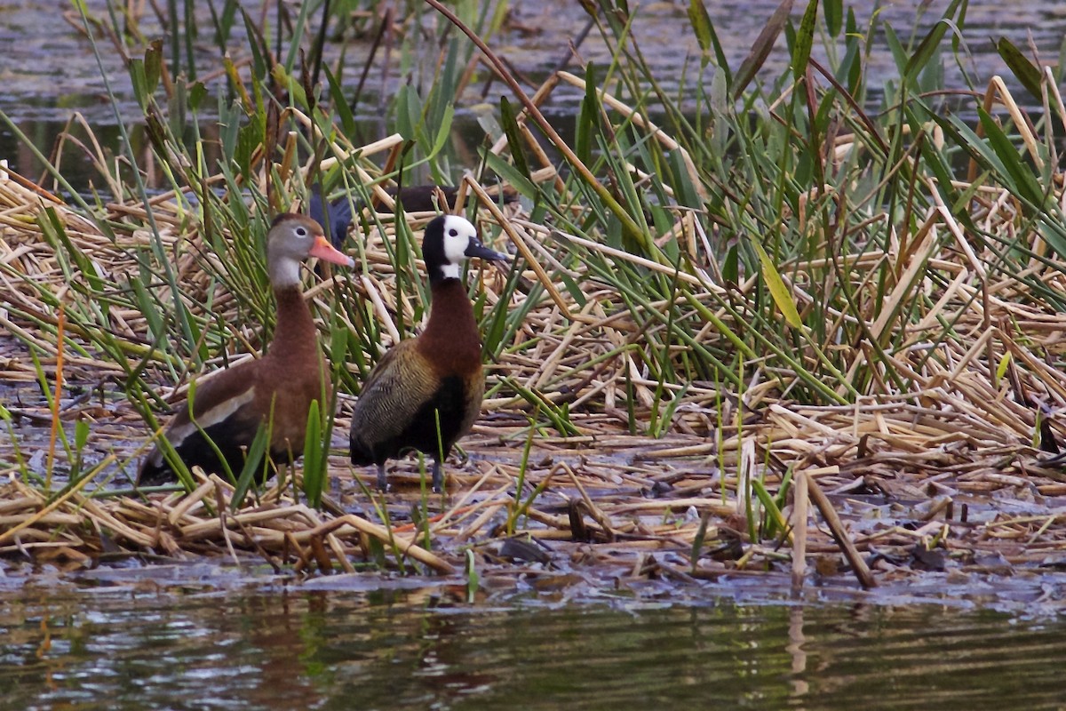 White-faced Whistling-Duck - Marcello Gomes