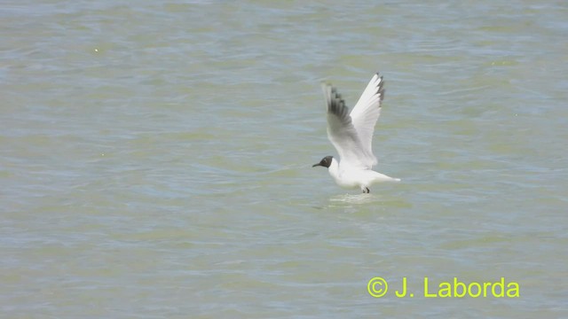 Mouette rieuse - ML490809701