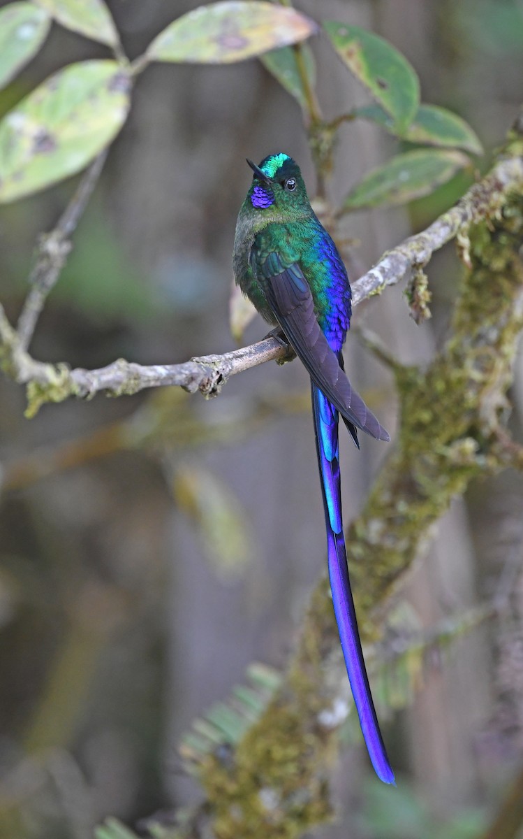 Violet-tailed Sylph - ML490810991