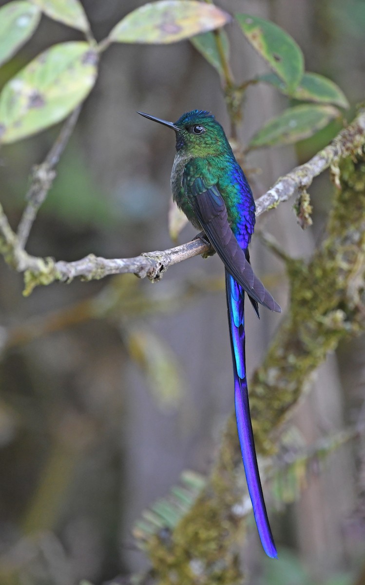 Violet-tailed Sylph - ML490811001