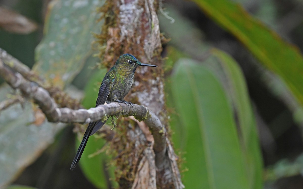 Violet-tailed Sylph - ML490811021