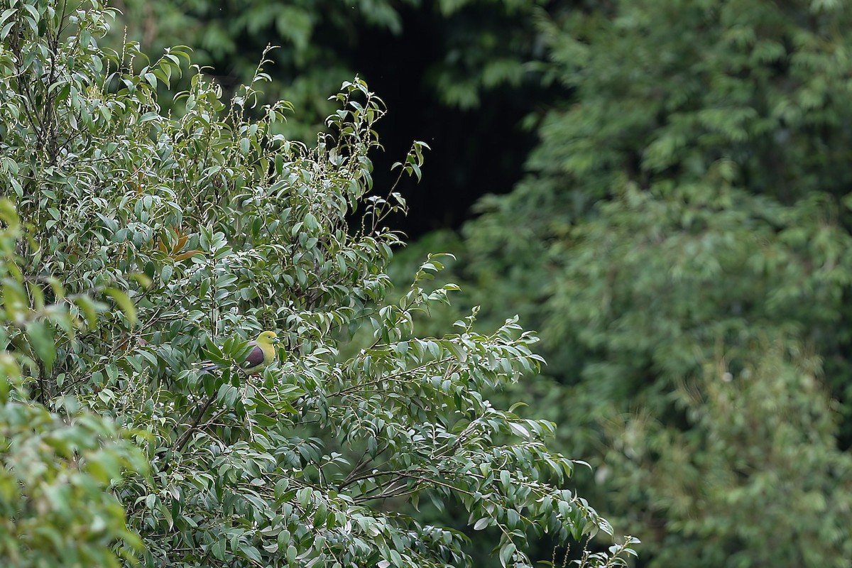 Wedge-tailed Green-Pigeon - Gaurang Bagda