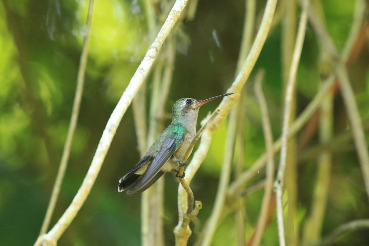 Tres Marias Hummingbird - ML490813851